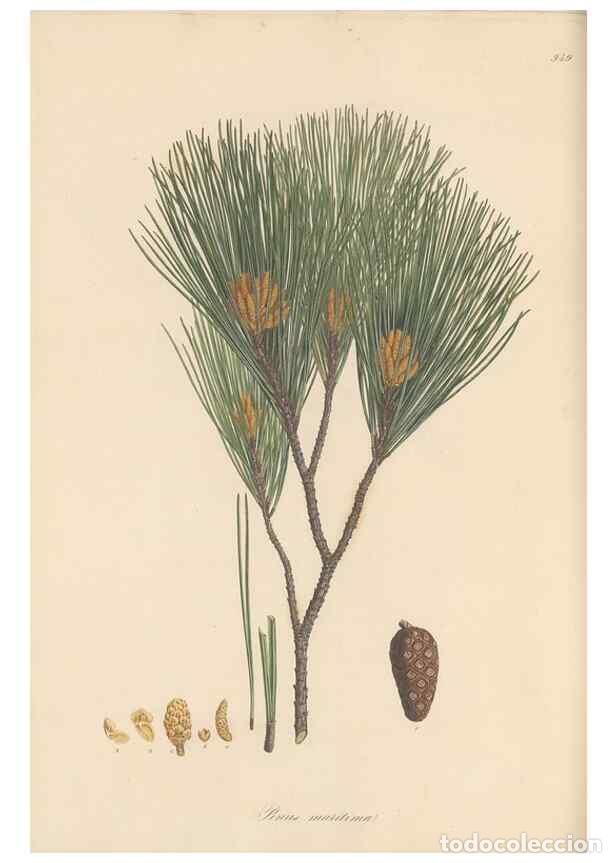 Colecionismo de Revistas e Jornais: Reproducci&oacute;n/Reproduction 49580328292: Flora Graeca, sive, Plantarum rariorum historia, quas in prov