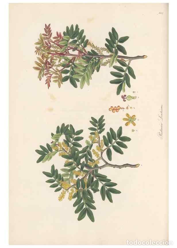 Colecionismo de Revistas e Jornais: Reproducci&oacute;n/Reproduction 49580103826: Flora Graeca, sive, Plantarum rariorum historia, quas in prov