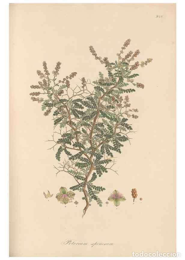 Colecionismo de Revistas e Jornais: Reproducci&oacute;n/Reproduction 49579599253: Flora Graeca, sive, Plantarum rariorum historia, quas in prov