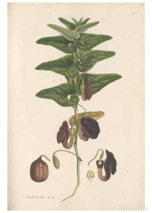 Colecionismo de Revistas e Jornais: Reproducci&oacute;n/Reproduction 49580097696: Flora Graeca, sive, Plantarum rariorum historia, quas in prov
