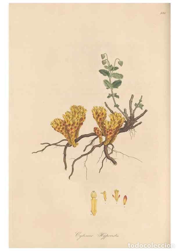 Colecionismo de Revistas e Jornais: Reproducci&oacute;n/Reproduction 49580098011: Flora Graeca, sive, Plantarum rariorum historia, quas in prov