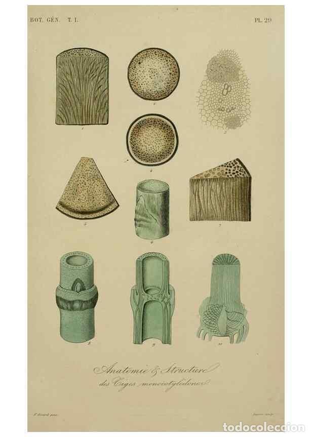 Colecionismo de Revistas e Jornais: Reproducci&oacute;n/Reproduction 49583197106: Le R&egrave;gne v&eacute;g&eacute;tal;. Paris,L. Gu&eacute;rin,1870-72.. - R&eacute;veil, O.