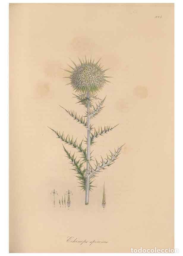 Colecionismo de Revistas e Jornais: Reproducci&oacute;n/Reproduction 49580093371: Flora Graeca, sive, Plantarum rariorum historia, quas in prov