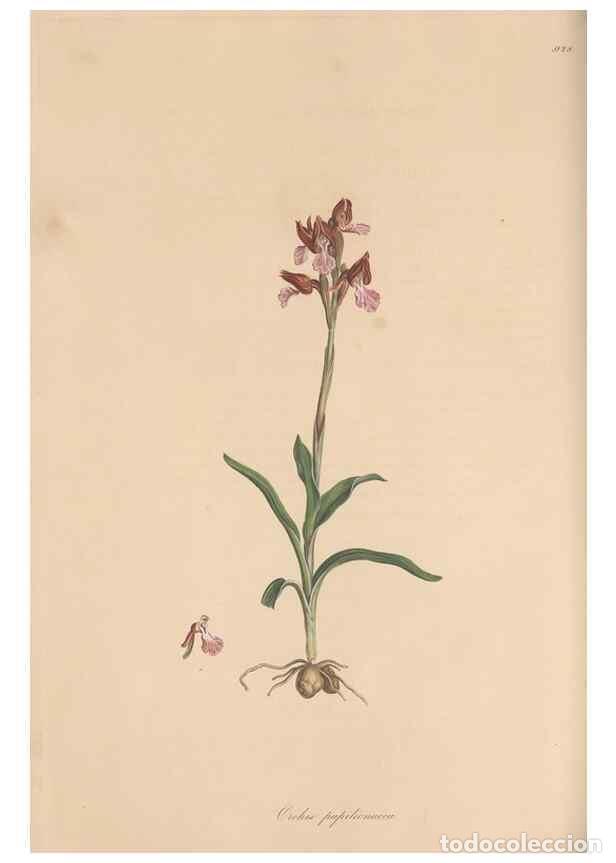 Colecionismo de Revistas e Jornais: Reproducci&oacute;n/Reproduction 49579594193: Flora Graeca, sive, Plantarum rariorum historia, quas in prov