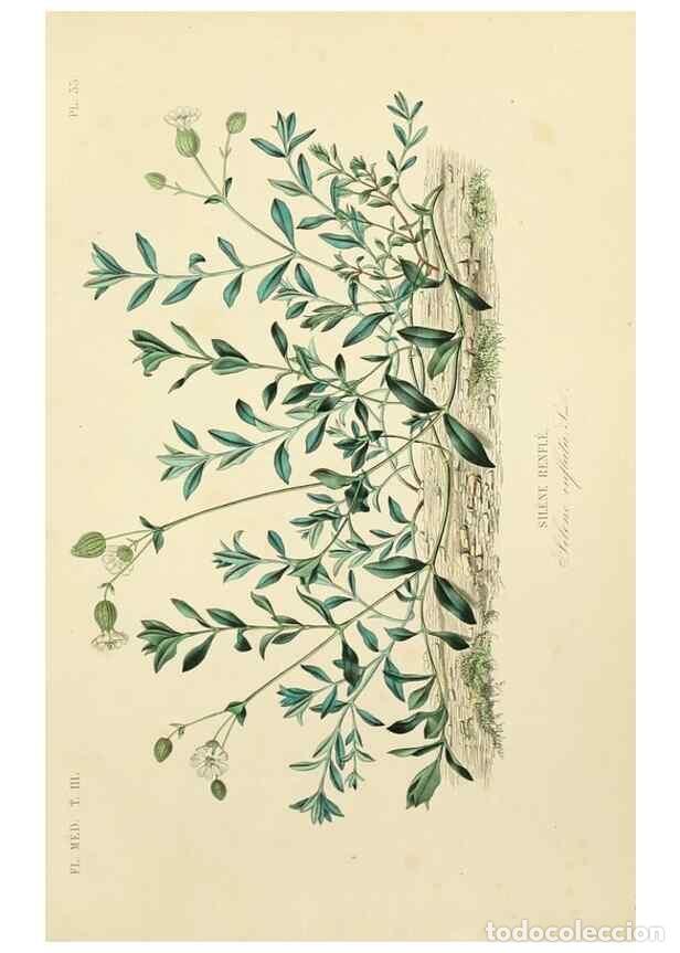 Colecionismo de Revistas e Jornais: Reproducci&oacute;n/Reproduction 49583446551: Le R&egrave;gne v&eacute;g&eacute;tal;. Paris,L. Gu&eacute;rin,1870-72.. - R&eacute;veil, O.