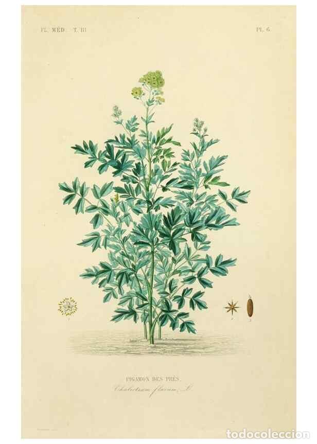 Colecionismo de Revistas e Jornais: Reproducci&oacute;n/Reproduction 49583674927: Le R&egrave;gne v&eacute;g&eacute;tal;. Paris,L. Gu&eacute;rin,1870-72.. - R&eacute;veil, O.