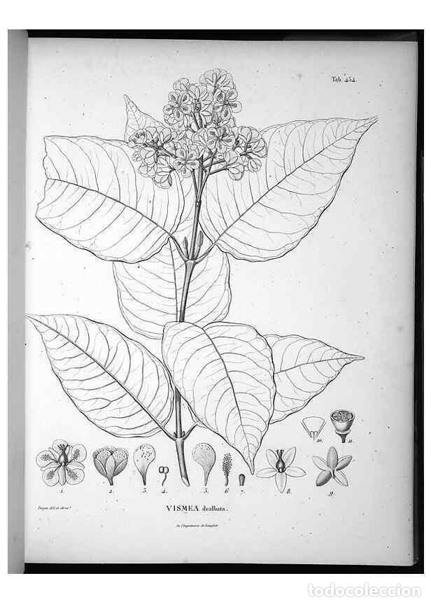Collection Magazines and Newspapers: Reproducci&oacute;n/Reproduction 49556582396: Nova genera et species plantarum :. Antverpiae :Ex officina C