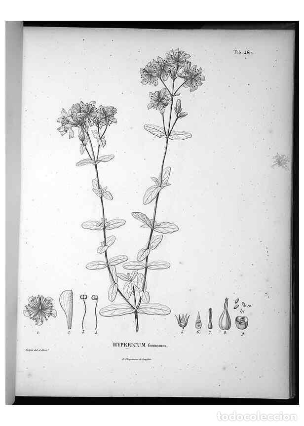 Collection Magazines and Newspapers: Reproducci&oacute;n/Reproduction 49556820562: Nova genera et species plantarum :. Antverpiae :Ex officina C