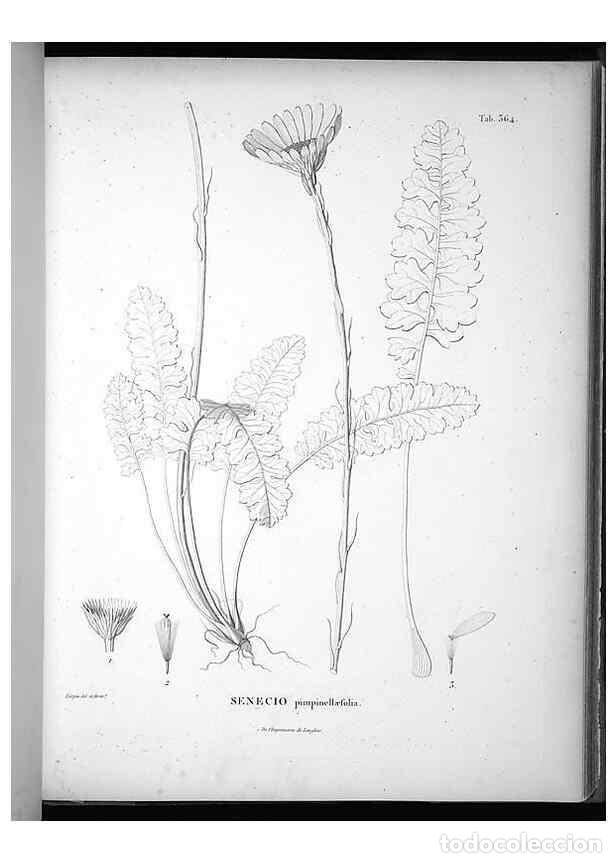 Collection Magazines and Newspapers: Reproducci&oacute;n/Reproduction 49556745747: Nova genera et species plantarum :. Antverpiae :Ex officina C