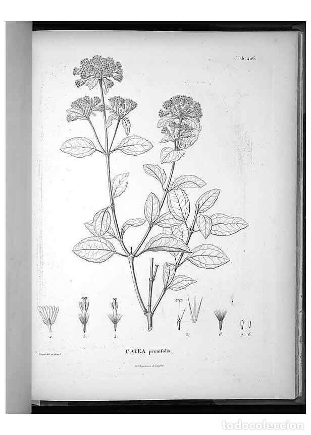 Collection Magazines and Newspapers: Reproducci&oacute;n/Reproduction 49556022083: Nova genera et species plantarum :. Antverpiae :Ex officina C