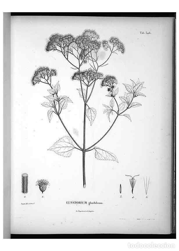 Collection Magazines and Newspapers: Reproducci&oacute;n/Reproduction 49556505636: Nova genera et species plantarum :. Antverpiae :Ex officina C