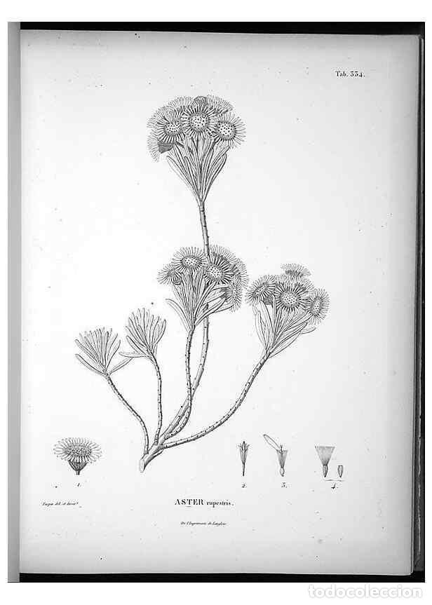 Collection Magazines and Newspapers: Reproducci&oacute;n/Reproduction 49556739842: Nova genera et species plantarum :. Antverpiae :Ex officina C