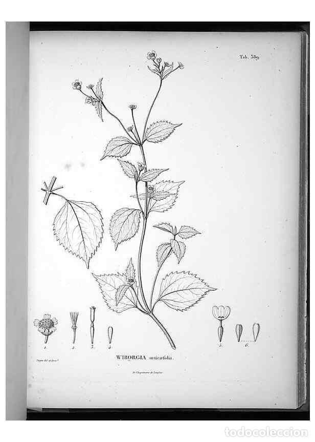Collection Magazines and Newspapers: Reproducci&oacute;n/Reproduction 49556514441: Nova genera et species plantarum :. Antverpiae :Ex officina C