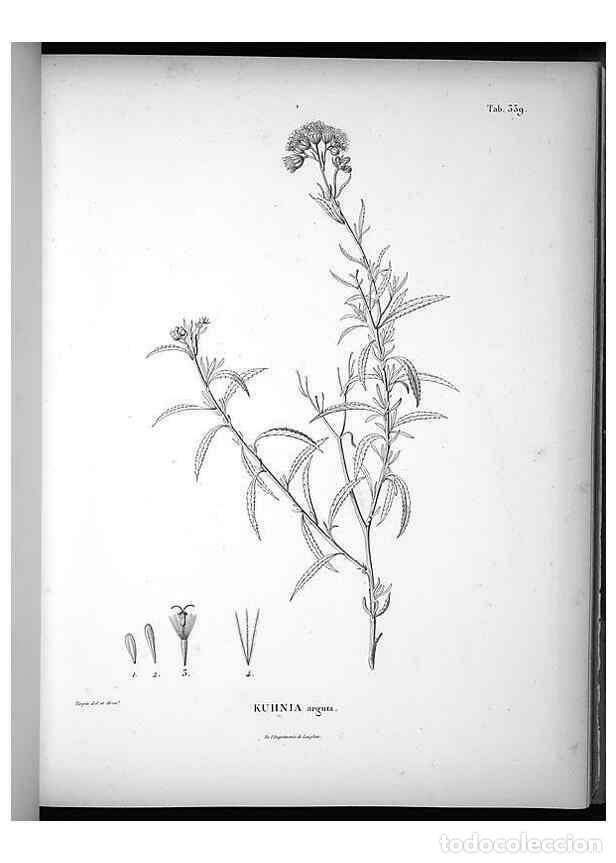 Collection Magazines and Newspapers: Reproducci&oacute;n/Reproduction 49556009163: Nova genera et species plantarum :. Antverpiae :Ex officina C