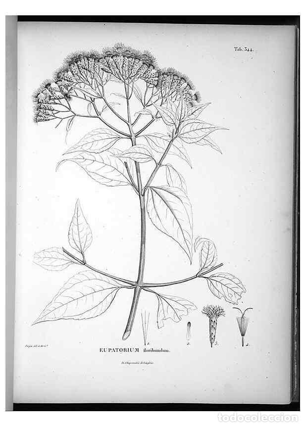Collection Magazines and Newspapers: Reproducci&oacute;n/Reproduction 49556741802: Nova genera et species plantarum :. Antverpiae :Ex officina C