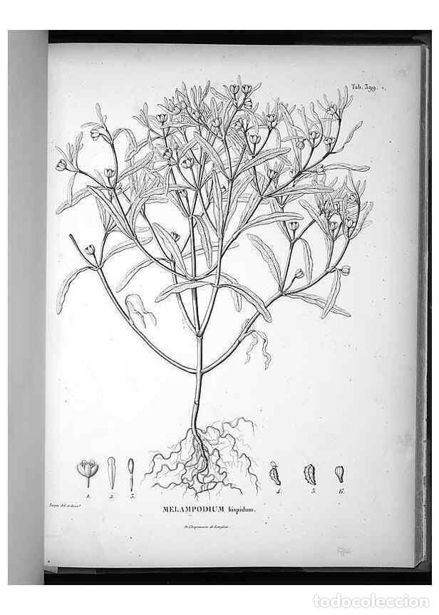 Collection Magazines and Newspapers: Reproducci&oacute;n/Reproduction 49556020658: Nova genera et species plantarum :. Antverpiae :Ex officina C