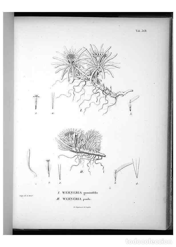Collection Magazines and Newspapers: Reproducci&oacute;n/Reproduction 49556014943: Nova genera et species plantarum :. Antverpiae :Ex officina C