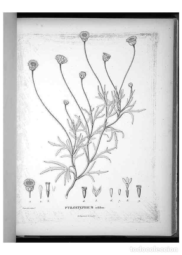 Collection Magazines and Newspapers: Reproducci&oacute;n/Reproduction 49556514211: Nova genera et species plantarum :. Antverpiae :Ex officina C