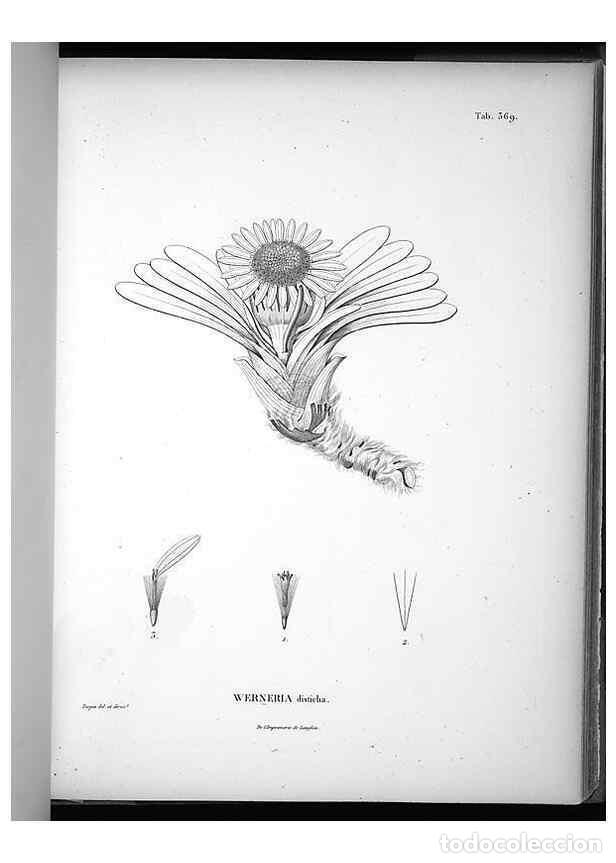 Collection Magazines and Newspapers: Reproducci&oacute;n/Reproduction 49556015163: Nova genera et species plantarum :. Antverpiae :Ex officina C