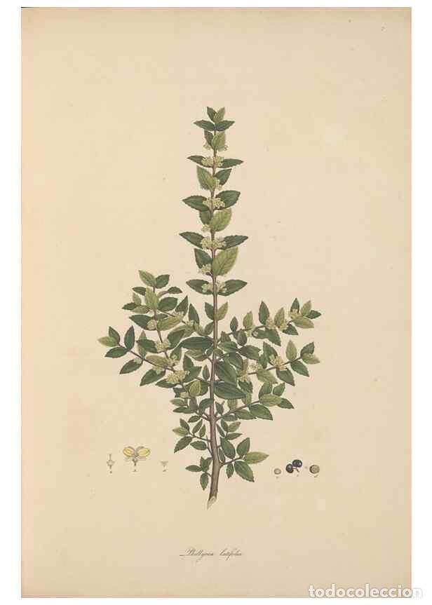 Collection Magazines and Newspapers: Reproducci&oacute;n/Reproduction 49556763131: Flora Graeca, sive, Plantarum rariorum historia, quas in prov