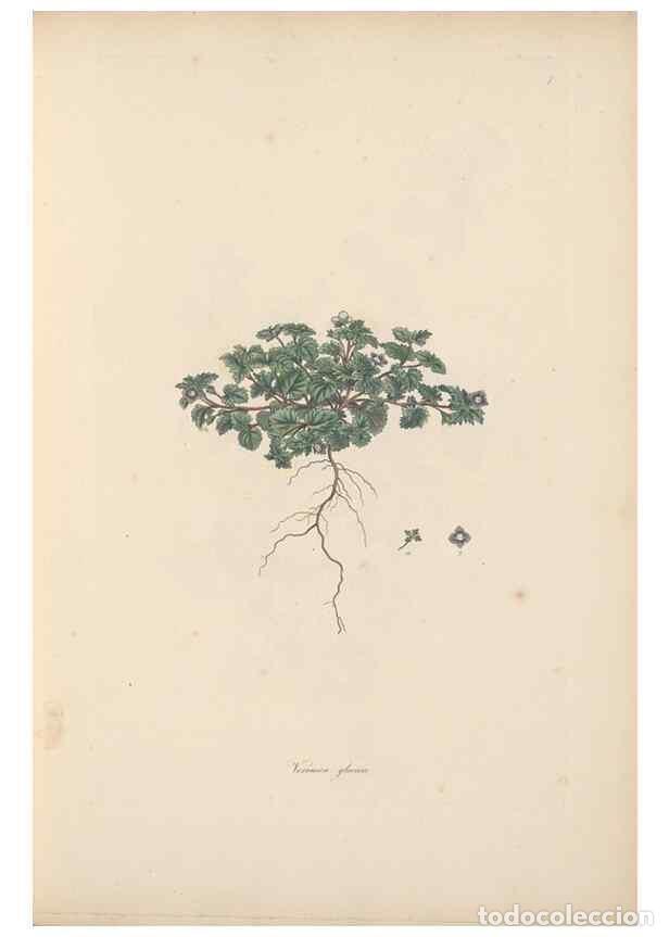 Collection Magazines and Newspapers: Reproducci&oacute;n/Reproduction 49557001447: Flora Graeca, sive, Plantarum rariorum historia, quas in prov