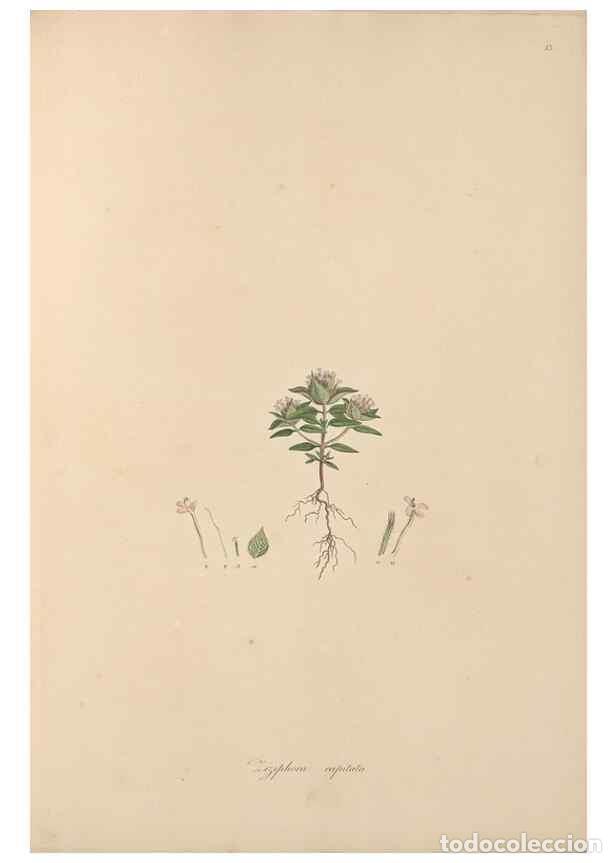 Collection Magazines and Newspapers: Reproducci&oacute;n/Reproduction 49556269513: Flora Graeca, sive, Plantarum rariorum historia, quas in prov