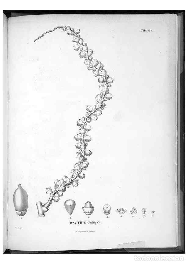 Collection Magazines and Newspapers: Reproducci&oacute;n/Reproduction 49556932847: Nova genera et species plantarum :. Antverpiae :Ex officina C