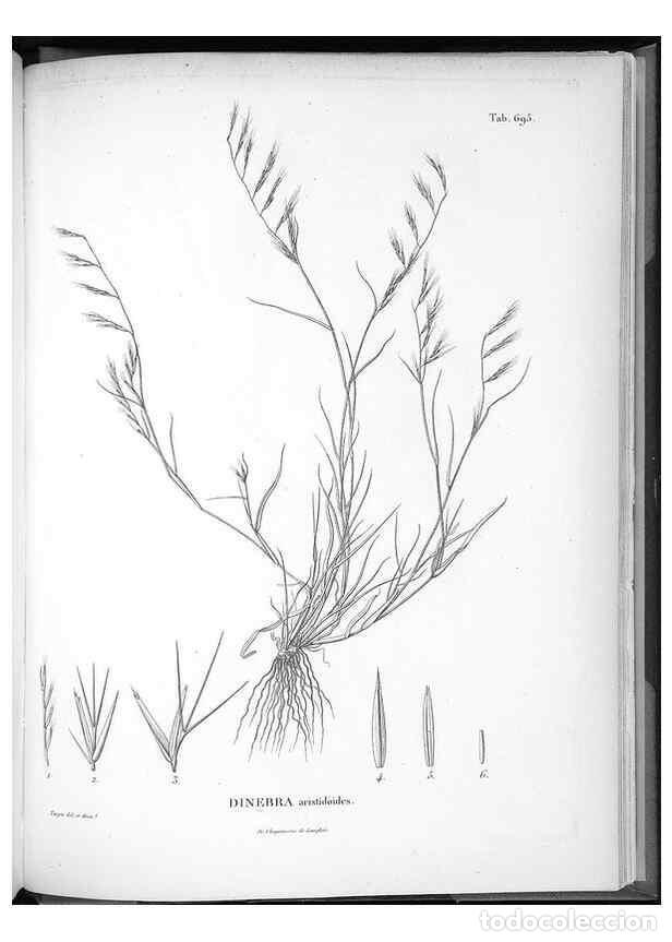 Collection Magazines and Newspapers: Reproducci&oacute;n/Reproduction 49556197728: Nova genera et species plantarum :. Antverpiae :Ex officina C