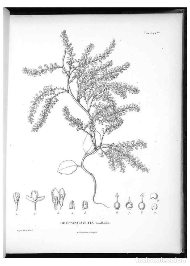 Collection Magazines and Newspapers: Reproducci&oacute;n/Reproduction 49556917907: Nova genera et species plantarum :. Antverpiae :Ex officina C