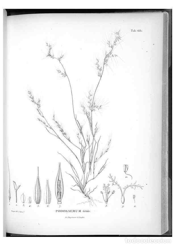 Collection Magazines and Newspapers: Reproducci&oacute;n/Reproduction 49556193758: Nova genera et species plantarum :. Antverpiae :Ex officina C