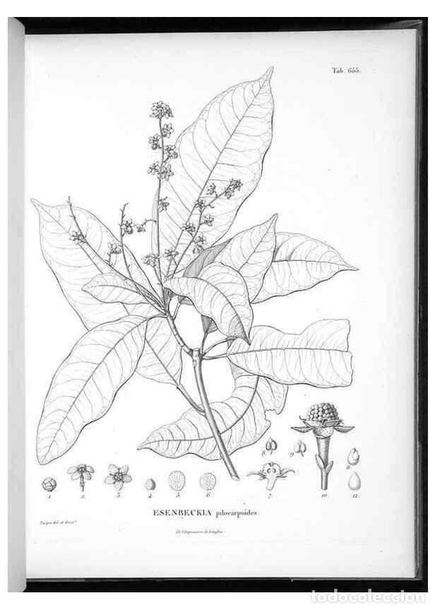 Collection Magazines and Newspapers: Reproducci&oacute;n/Reproduction 49556670191: Nova genera et species plantarum :. Antverpiae :Ex officina C