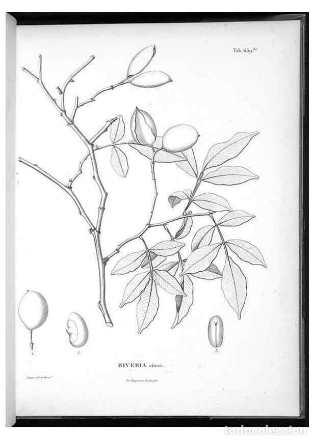 Collection Magazines and Newspapers: Reproducci&oacute;n/Reproduction 49556908217: Nova genera et species plantarum :. Antverpiae :Ex officina C