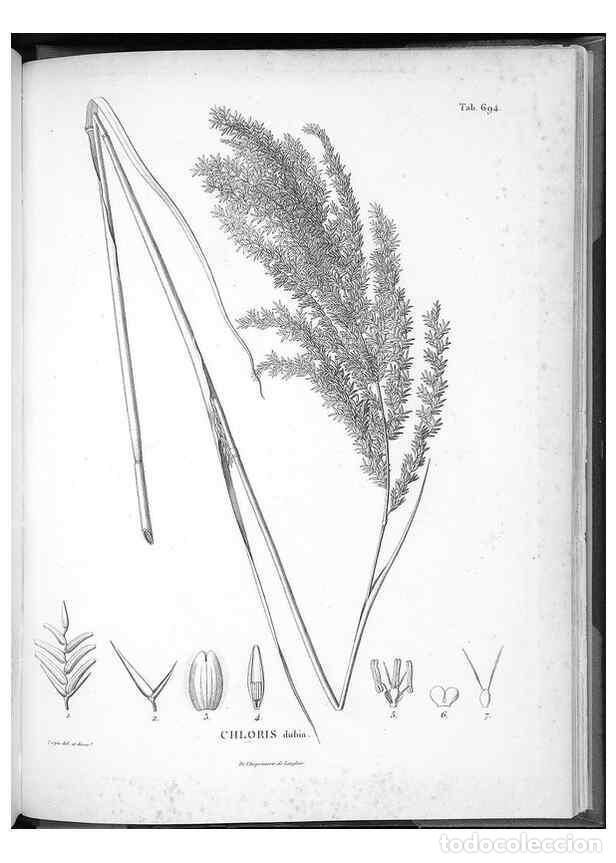 Collection Magazines and Newspapers: Reproducci&oacute;n/Reproduction 49556694081: Nova genera et species plantarum :. Antverpiae :Ex officina C