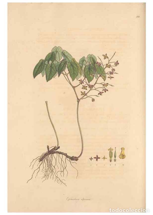 Collection Magazines and Newspapers: Reproducci&oacute;n/Reproduction 49557111362: Flora Graeca, sive, Plantarum rariorum historia, quas in prov