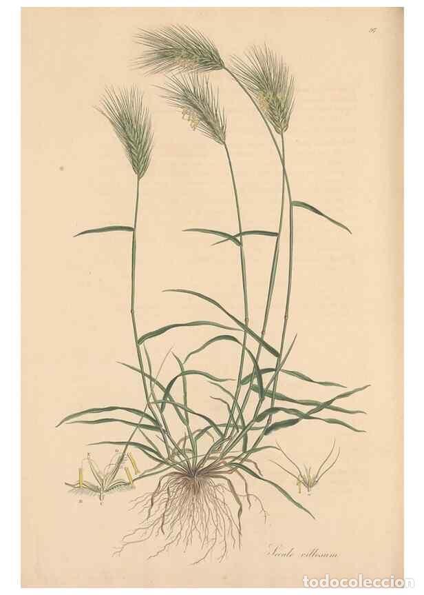 Collection Magazines and Newspapers: Reproducci&oacute;n/Reproduction 49557039052: Flora Graeca, sive, Plantarum rariorum historia, quas in prov