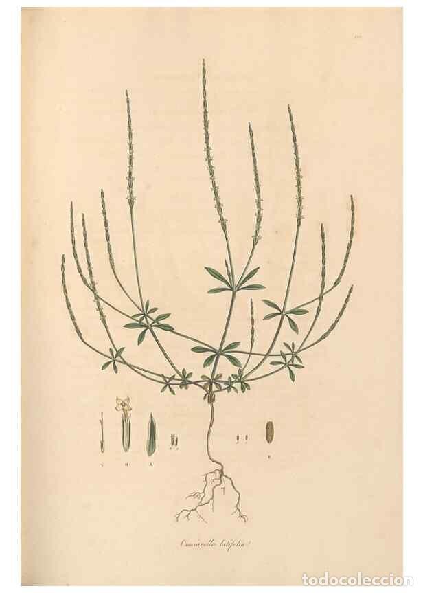 Collection Magazines and Newspapers: Reproducci&oacute;n/Reproduction 49556373418: Flora Graeca, sive, Plantarum rariorum historia, quas in prov