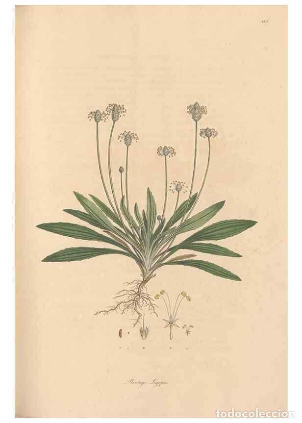 Collection Magazines and Newspapers: Reproducci&oacute;n/Reproduction 49556873466: Flora Graeca, sive, Plantarum rariorum historia, quas in prov