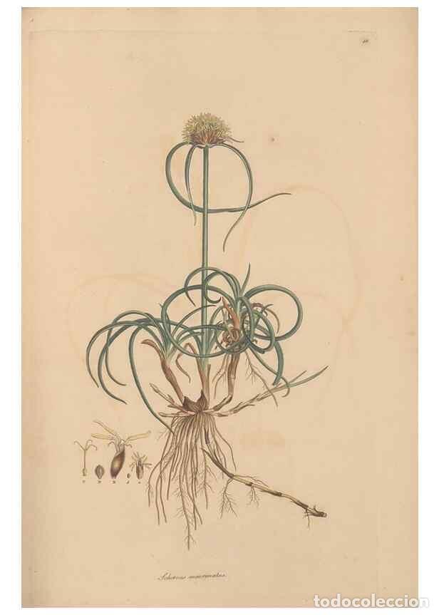 Collection Magazines and Newspapers: Reproducci&oacute;n/Reproduction 49556775011: Flora Graeca, sive, Plantarum rariorum historia, quas in prov