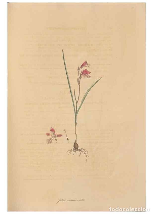 Collection Magazines and Newspapers: Reproducci&oacute;n/Reproduction 49556773661: Flora Graeca, sive, Plantarum rariorum historia, quas in prov