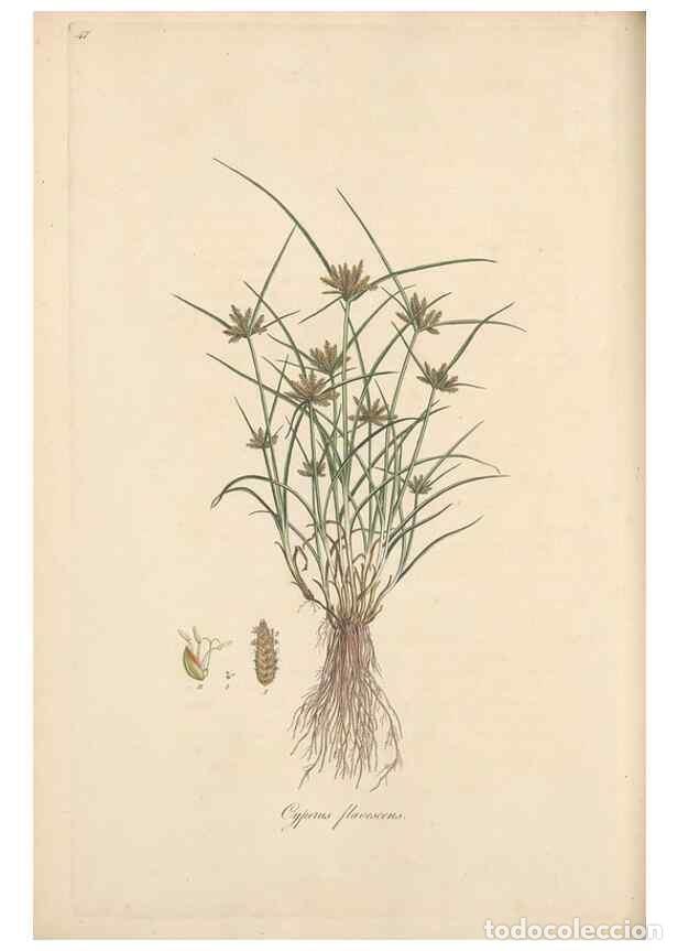 Collection Magazines and Newspapers: Reproducci&oacute;n/Reproduction 49556776096: Flora Graeca, sive, Plantarum rariorum historia, quas in prov