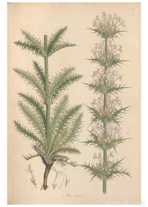 Collection Magazines and Newspapers: Reproducci&oacute;n/Reproduction 49557007962: Flora Graeca, sive, Plantarum rariorum historia, quas in prov