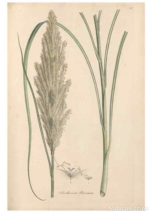 Collection Magazines and Newspapers: Reproducci&oacute;n/Reproduction 49557014742: Flora Graeca, sive, Plantarum rariorum historia, quas in prov