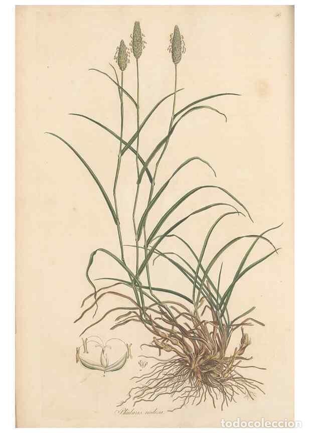 Collection Magazines and Newspapers: Reproducci&oacute;n/Reproduction 49557025702: Flora Graeca, sive, Plantarum rariorum historia, quas in prov