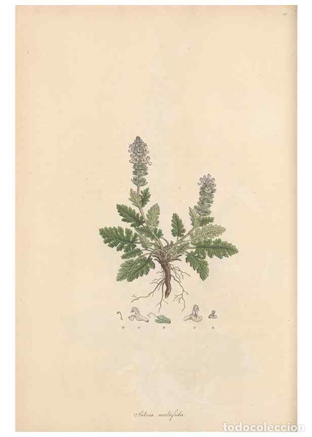 Collection Magazines and Newspapers: Reproducci&oacute;n/Reproduction 49556272773: Flora Graeca, sive, Plantarum rariorum historia, quas in prov