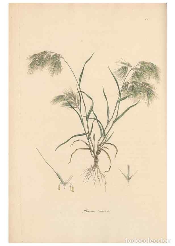 Collection Magazines and Newspapers: Reproducci&oacute;n/Reproduction 49556300408: Flora Graeca, sive, Plantarum rariorum historia, quas in prov