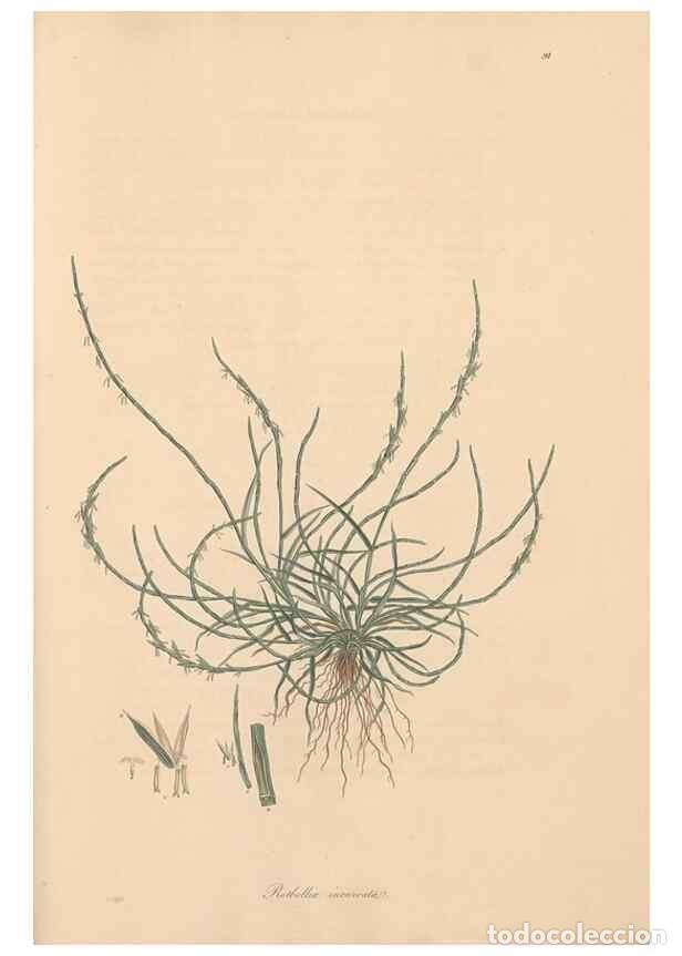 Collection Magazines and Newspapers: Reproducci&oacute;n/Reproduction 49557037122: Flora Graeca, sive, Plantarum rariorum historia, quas in prov