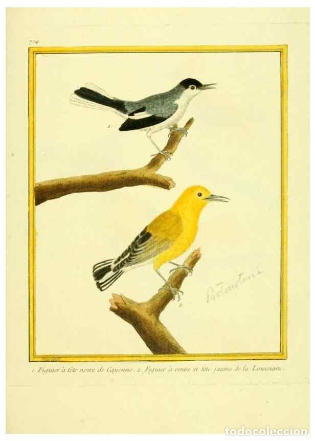 Collezionismo di Riviste e Giornali: Reproducci&oacute;n/Reproduction 49640128531: Planches enlumin&eacute;es d'histoire naturelle. Paris? :s.n.,1765-1