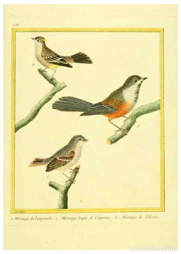 Collezionismo di Riviste e Giornali: Reproducci&oacute;n/Reproduction 49640402222: Planches enlumin&eacute;es d'histoire naturelle. Paris? :s.n.,1765-1