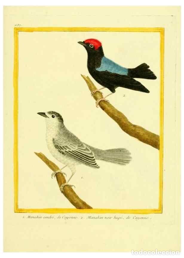 Collezionismo di Riviste e Giornali: Reproducci&oacute;n/Reproduction 49640106766: Planches enlumin&eacute;es d'histoire naturelle. Paris? :s.n.,1765-1