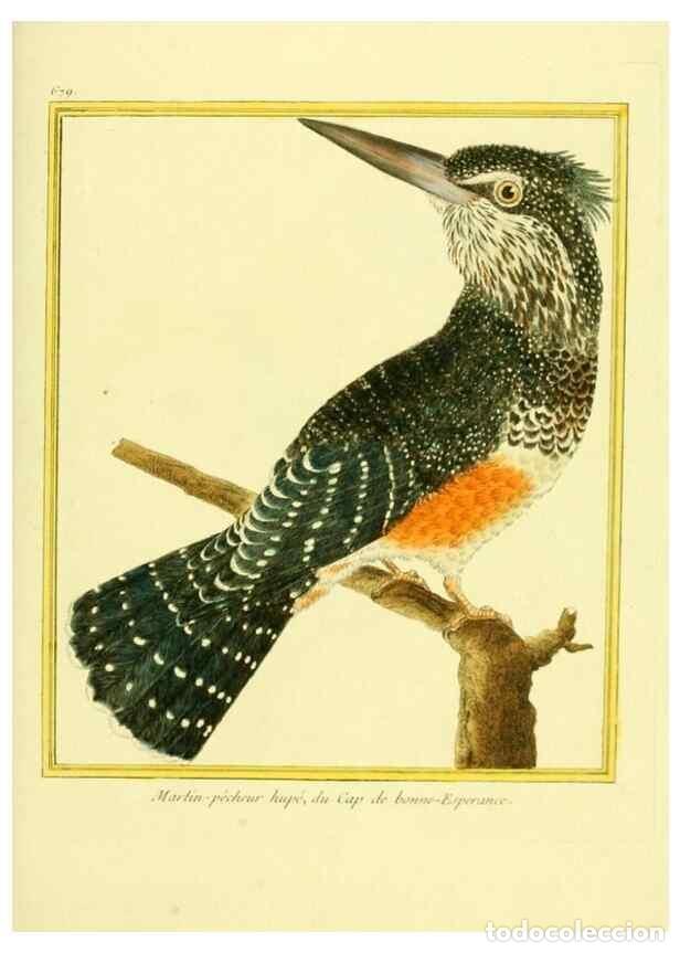 Collezionismo di Riviste e Giornali: Reproducci&oacute;n/Reproduction 49639581073: Planches enlumin&eacute;es d'histoire naturelle. Paris? :s.n.,1765-1